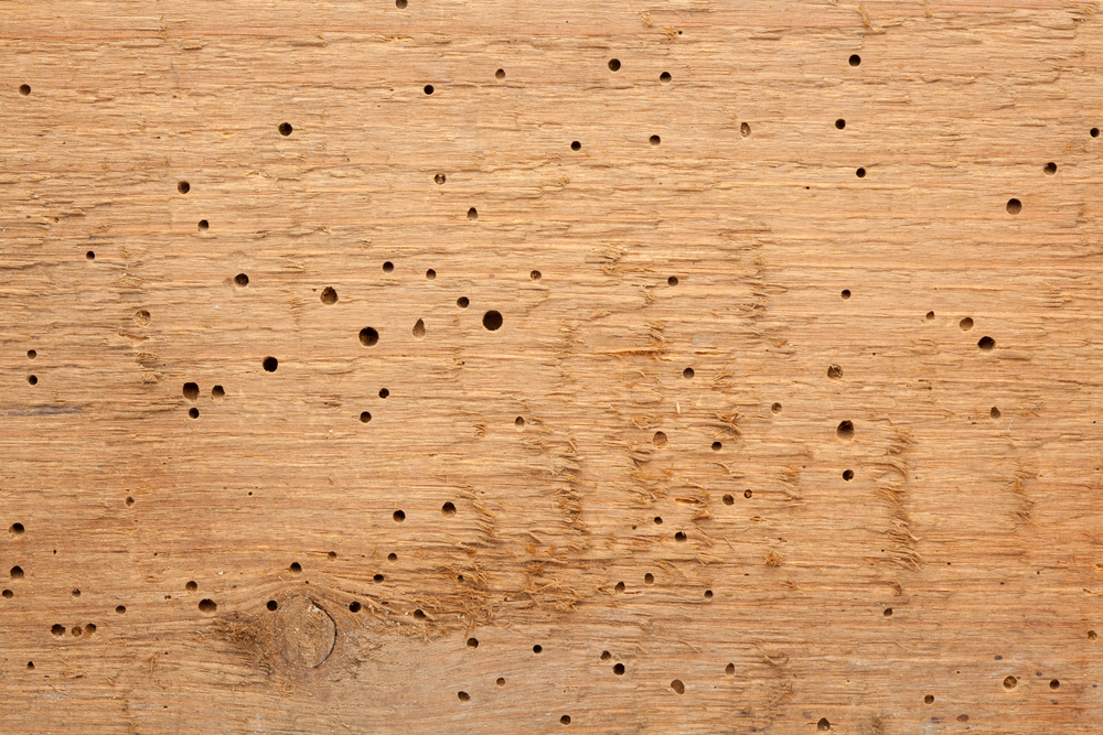 Comment se débarrasser des insectes dans le bois
